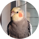 Syd Finn profile picture